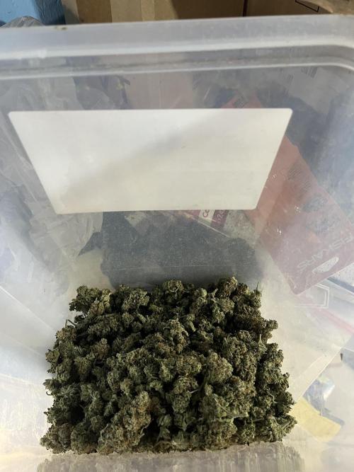 BCN Critical XXL Auto - Seedstockers. Week 12