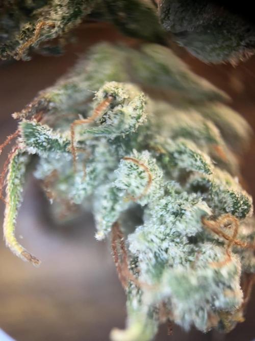 BCN Critical XXL Auto - Seedstockers. Week 12