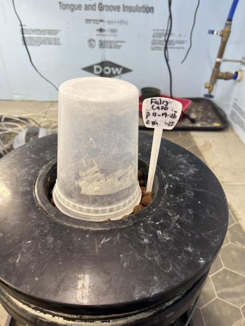 Fairy Cake - Mephisto. Week 0