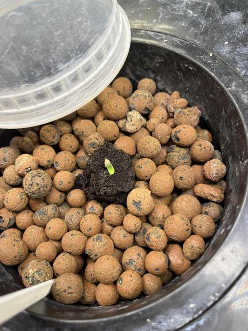 Fairy Cake - Mephisto. Week 0 - Day 0, she just popped up