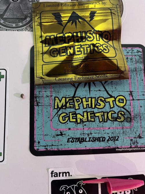 Fairy Cake - Mephisto. Week 0 - The seed