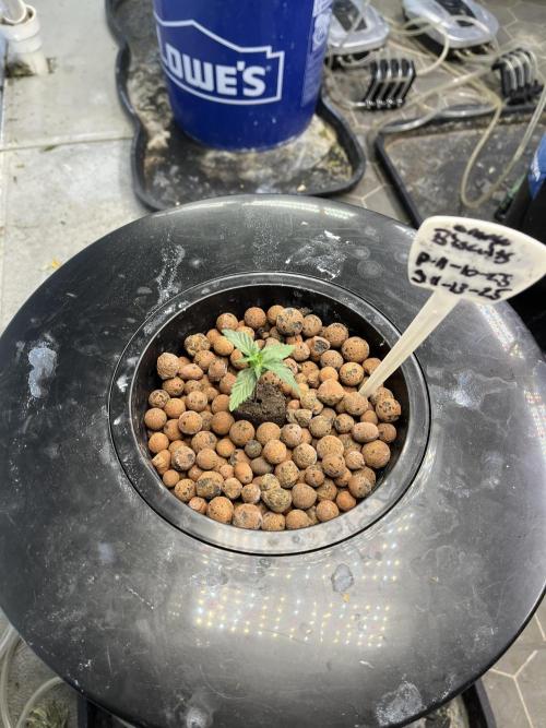 Orange Biscuits - Mephisto Genetics. Week 1