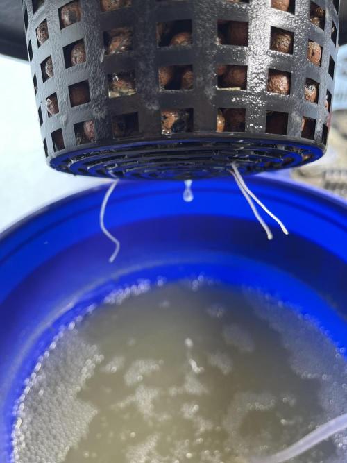 Orange Biscuits - Mephisto Genetics. Week 1