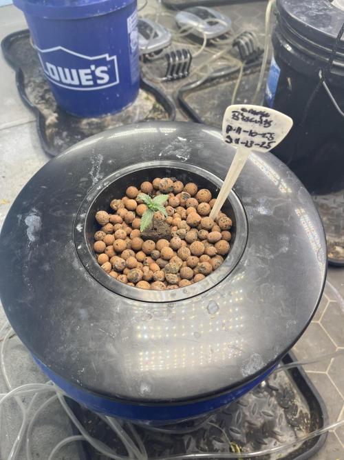 Orange Biscuits - Mephisto Genetics. Week 1