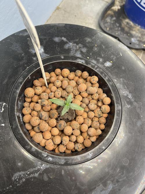 Orange Biscuits - Mephisto Genetics. Week 1