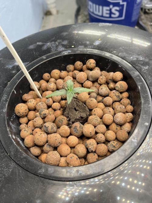 Orange Biscuits - Mephisto Genetics. Week 1