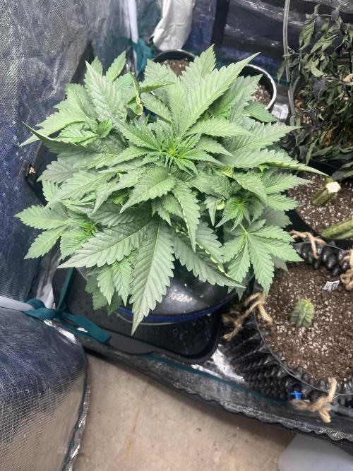 Strawberry Nuggets - Mephisto. Week 4