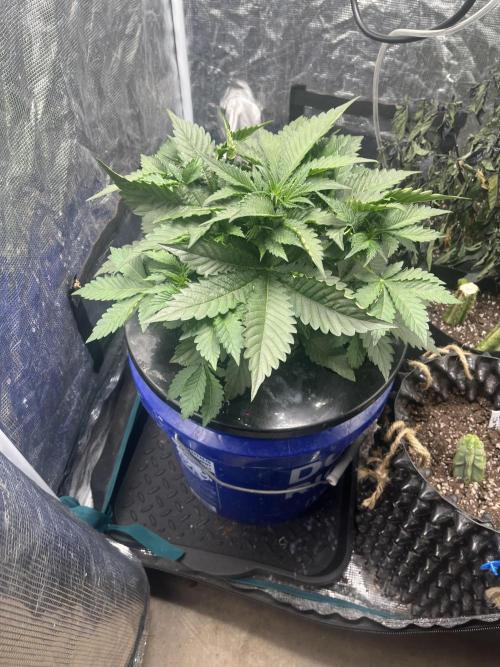 Strawberry Nuggets - Mephisto. Week 4