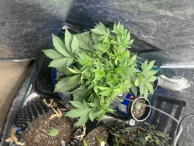 Strawberry Nuggets - Mephisto. Week 4