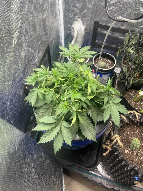 Strawberry Nuggets - Mephisto. Week 4