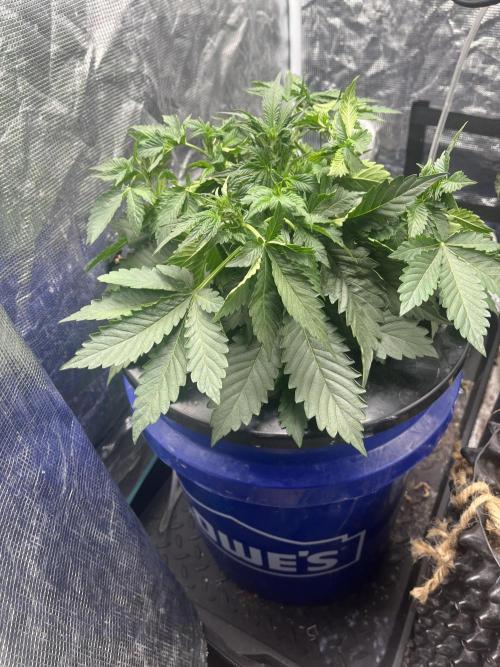 Strawberry Nuggets - Mephisto. Week 4