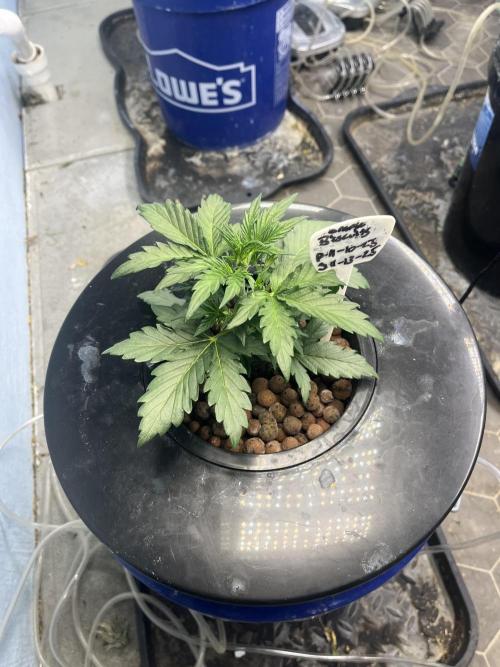 Orange Biscuits - Mephisto Genetics. Week 2