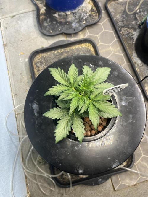 Orange Biscuits - Mephisto Genetics. Week 2