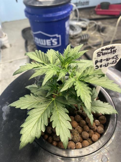 Orange Biscuits - Mephisto Genetics. Week 2