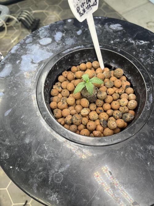 Fairy Cake - Mephisto. Week 1