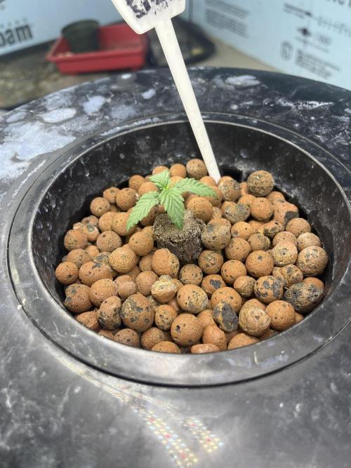 Fairy Cake - Mephisto. Week 1