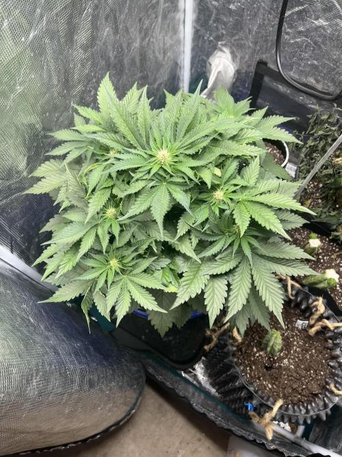 Strawberry Nuggets - Mephisto. Week 5