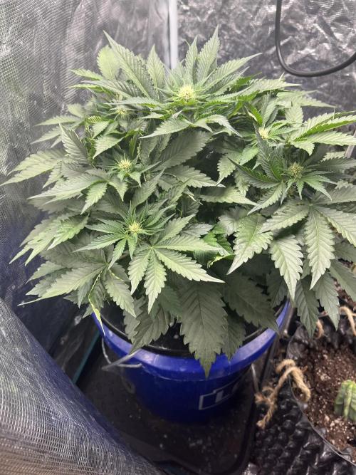 Strawberry Nuggets - Mephisto. Week 5