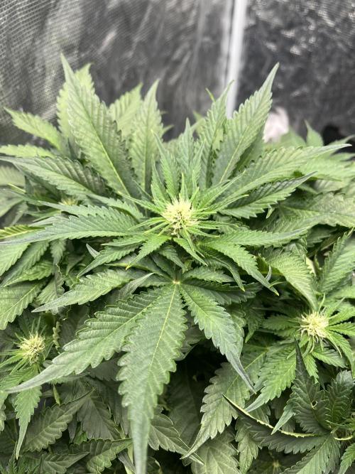 Strawberry Nuggets - Mephisto. Week 5