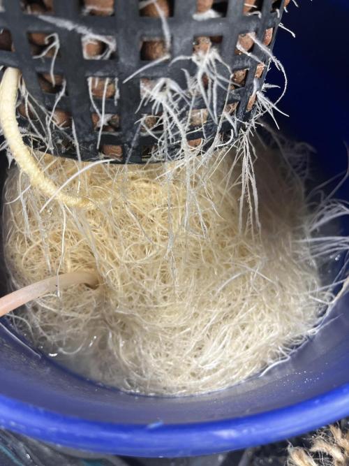 Strawberry Nuggets - Mephisto. Week 5