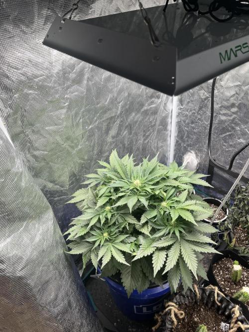 Strawberry Nuggets - Mephisto. Week 5