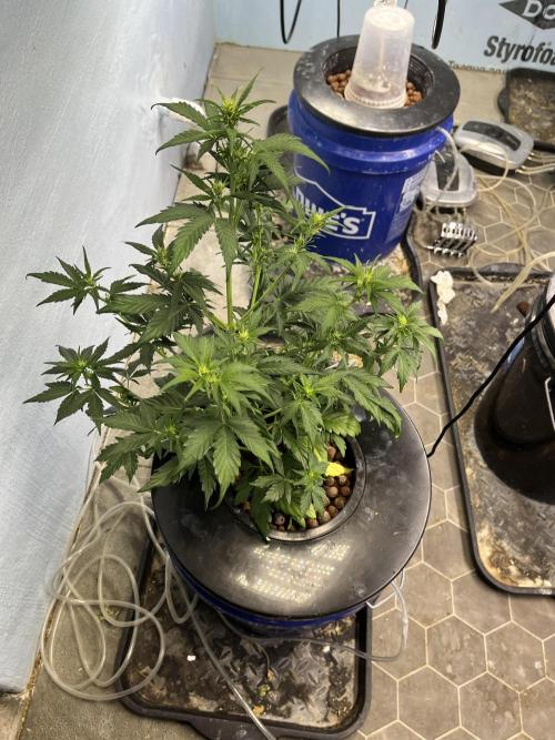 Orange Biscuits - Mephisto Genetics. Week 3