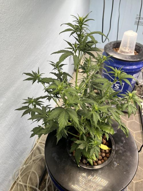 Orange Biscuits - Mephisto Genetics. Week 3