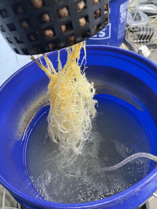 Orange Biscuits - Mephisto Genetics. Week 3