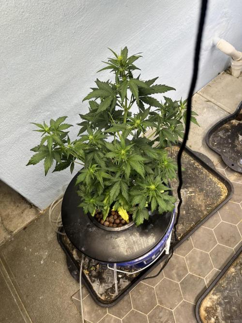 Orange Biscuits - Mephisto Genetics. Week 3