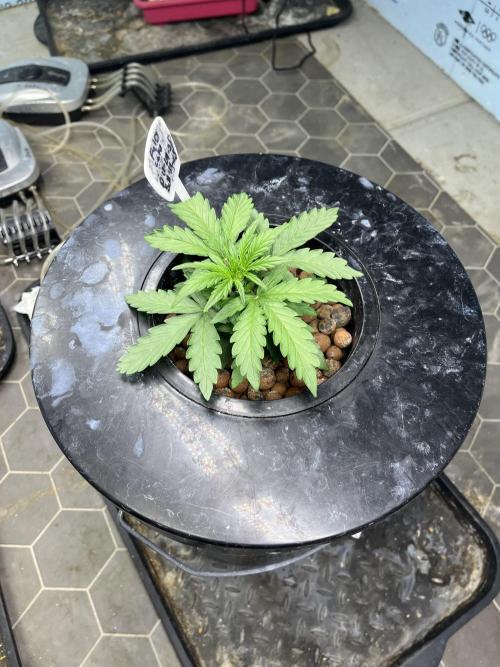 Fairy Cake - Mephisto. Week 2