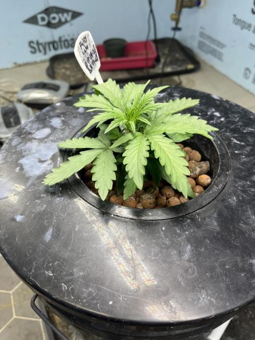 Fairy Cake - Mephisto. Week 2