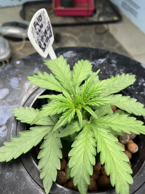 Fairy Cake - Mephisto. Week 2