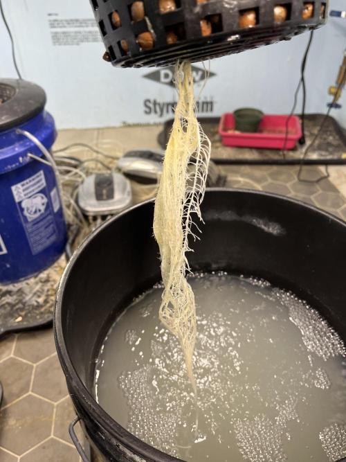 Fairy Cake - Mephisto. Week 2