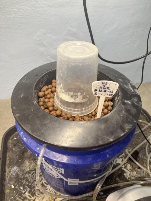 Forum Stomper x Grape Walker Kush - Meph. Week 0