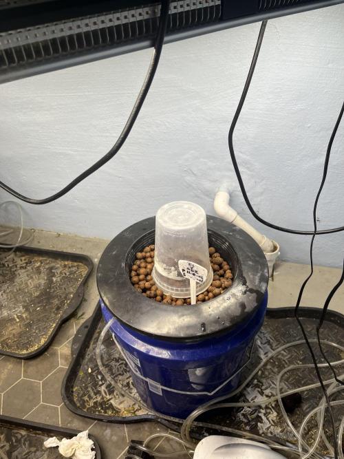 Forum Stomper x Grape Walker Kush - Meph. Week 0