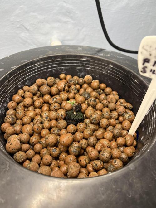 Forum Stomper x Grape Walker Kush - Meph. Week 0