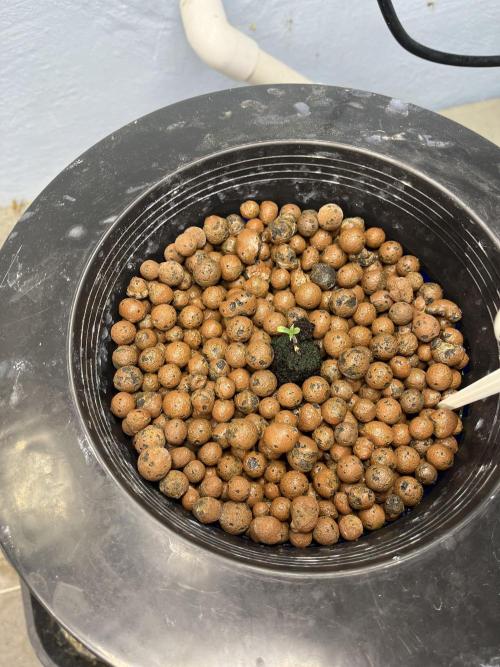 Forum Stomper x Grape Walker Kush - Meph. Week 0