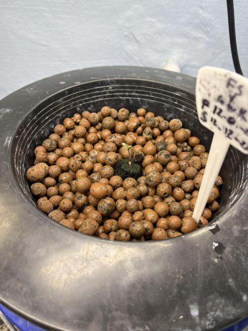 Forum Stomper x Grape Walker Kush - Meph. Week 0