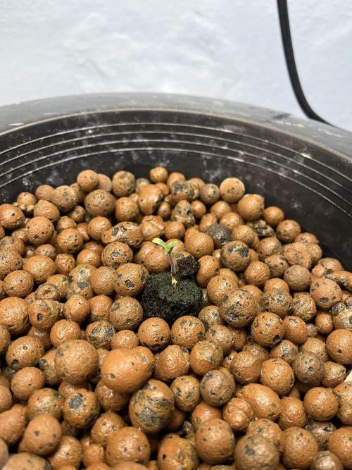 Forum Stomper x Grape Walker Kush - Meph. Week 0