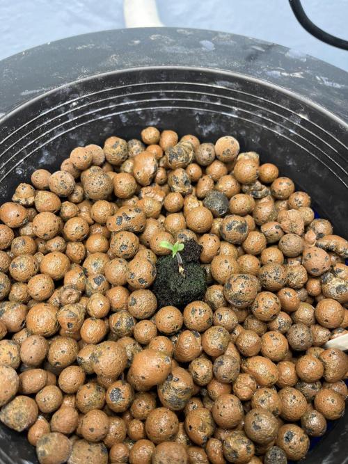 Forum Stomper x Grape Walker Kush - Meph. Week 0