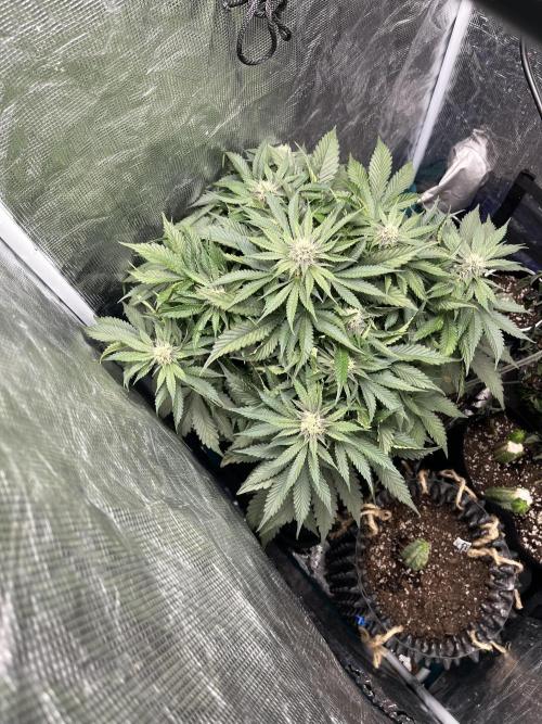 Strawberry Nuggets - Mephisto. Week 7