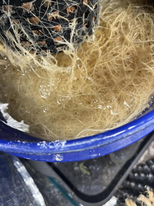 Strawberry Nuggets - Mephisto. Week 7