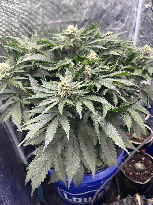 Strawberry Nuggets - Mephisto. Week 7