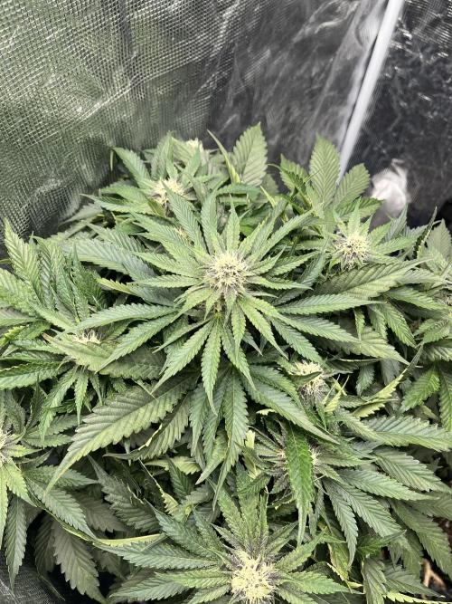 Strawberry Nuggets - Mephisto. Week 7