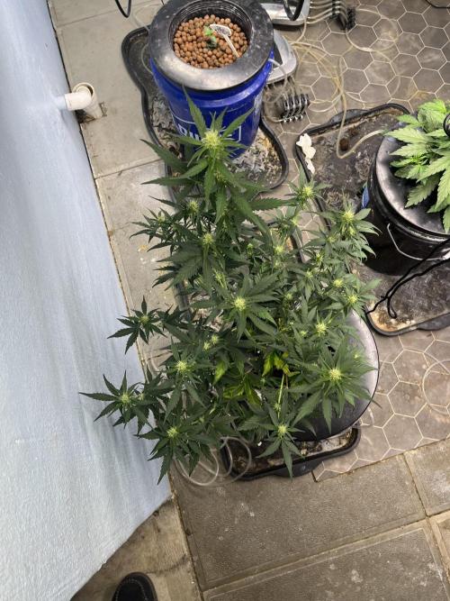 Orange Biscuits - Mephisto Genetics. Week 4