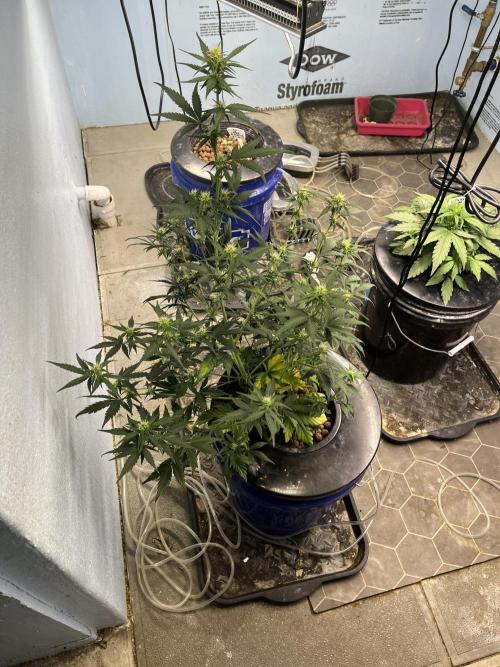 Orange Biscuits - Mephisto Genetics. Week 4