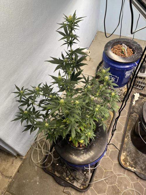 Orange Biscuits - Mephisto Genetics. Week 4