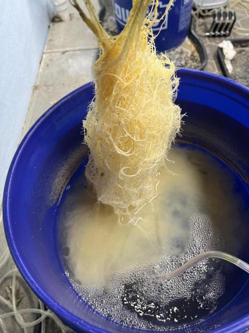 Orange Biscuits - Mephisto Genetics. Week 4