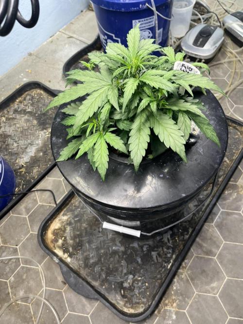 Fairy Cake - Mephisto. Week 3