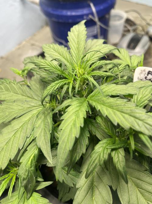 Fairy Cake - Mephisto. Week 3